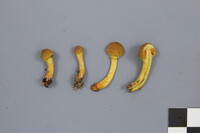 Cortinarius malicorius image